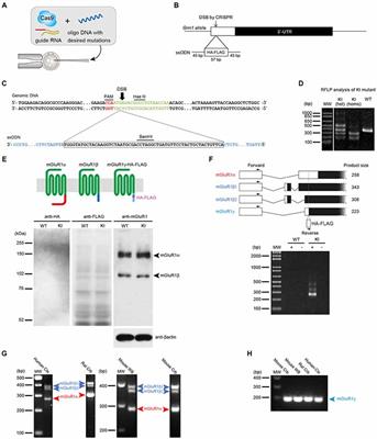 New Features on the Expression and Trafficking of mGluR1 Splice Variants Exposed by Two Novel Mutant Mouse Lines